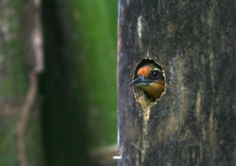 White-browed Piculet