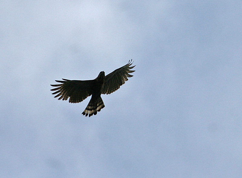 Sulawesi hawk-eagle (Nisaetus lanceolatus)