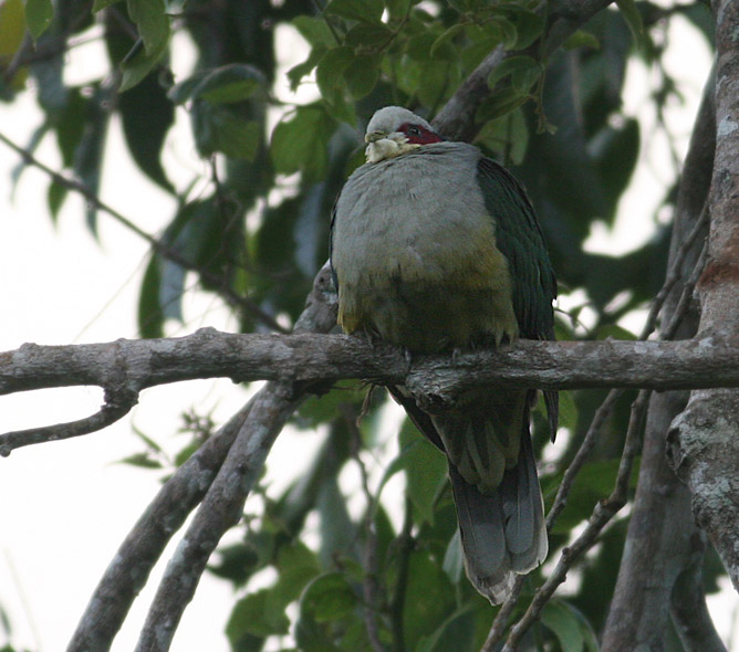 Red-eared Fruit Dove