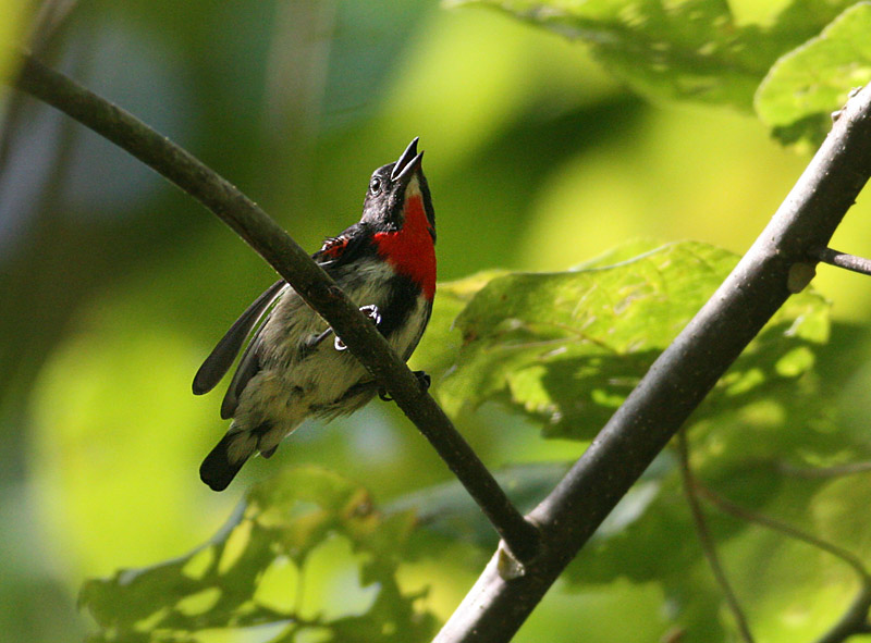 Grey-sided Flowerpecker (Dicaeum celebicum)
