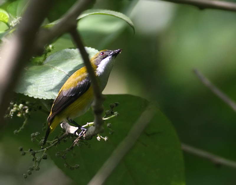 Yellow-sided Flowerpecker