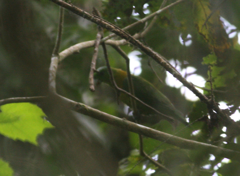 Yellow-breasted Racquet-tail