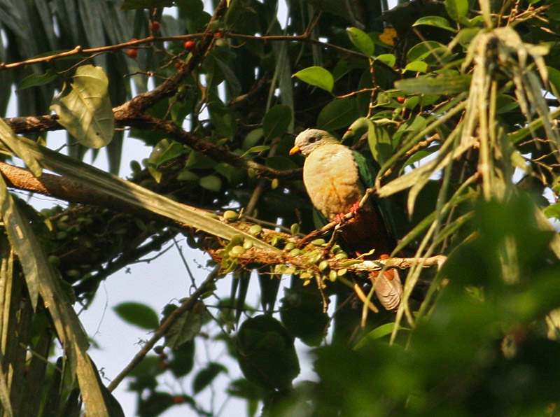 Maroon-chinned Fruit Dove