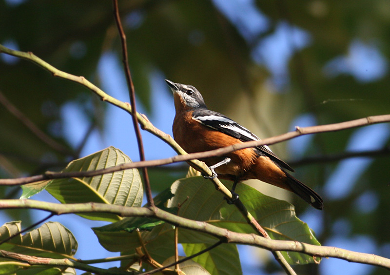 Rufous-bellied Triller