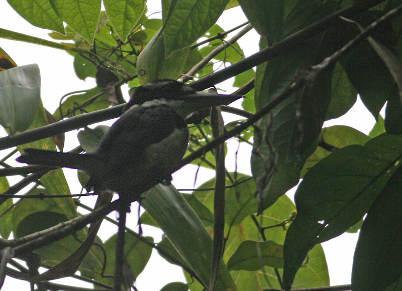 Sombre Kingfisher