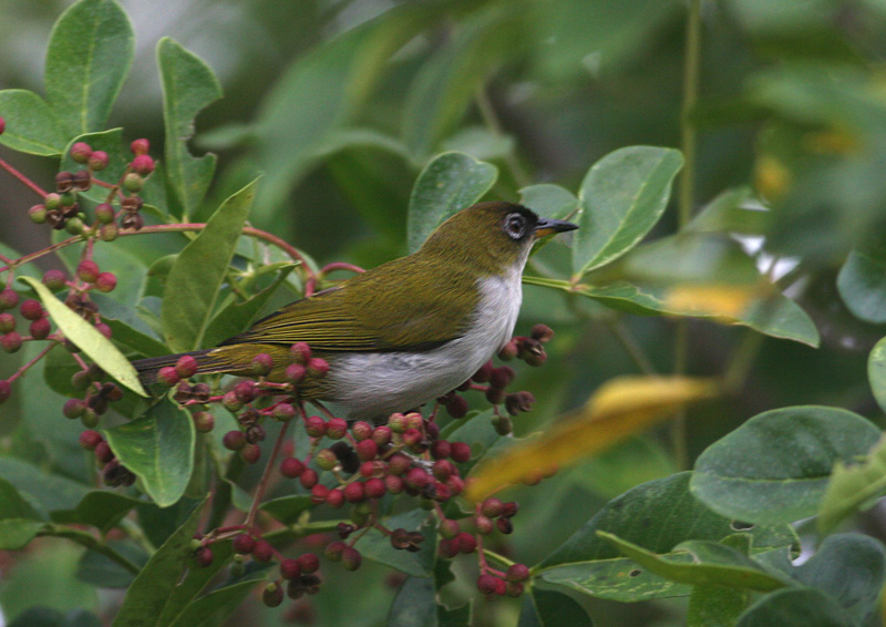 Cream-throated White-eye