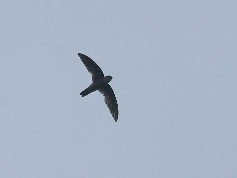 Moluccan or Uniform Swiftlet?