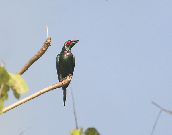 Metallic Starling