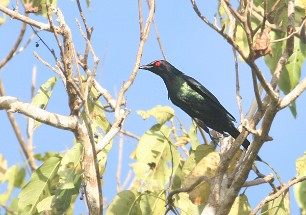 Metallic Starling