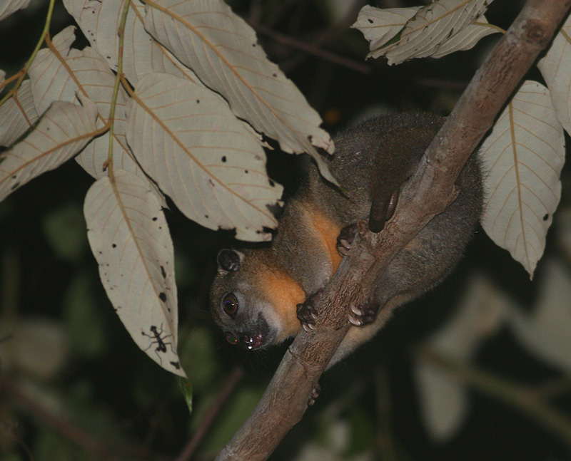 Northern Oriental Cuscus