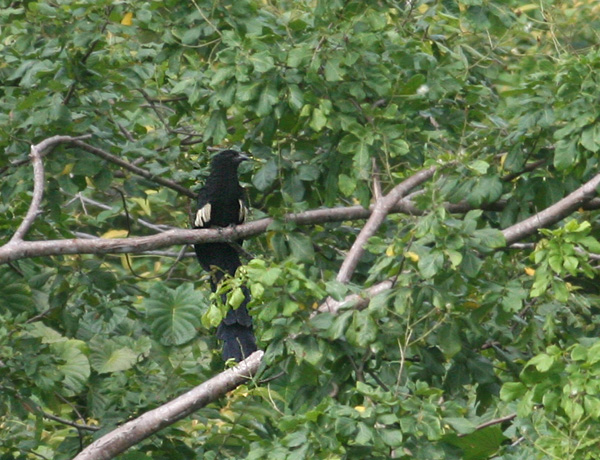 Goliath Coucal