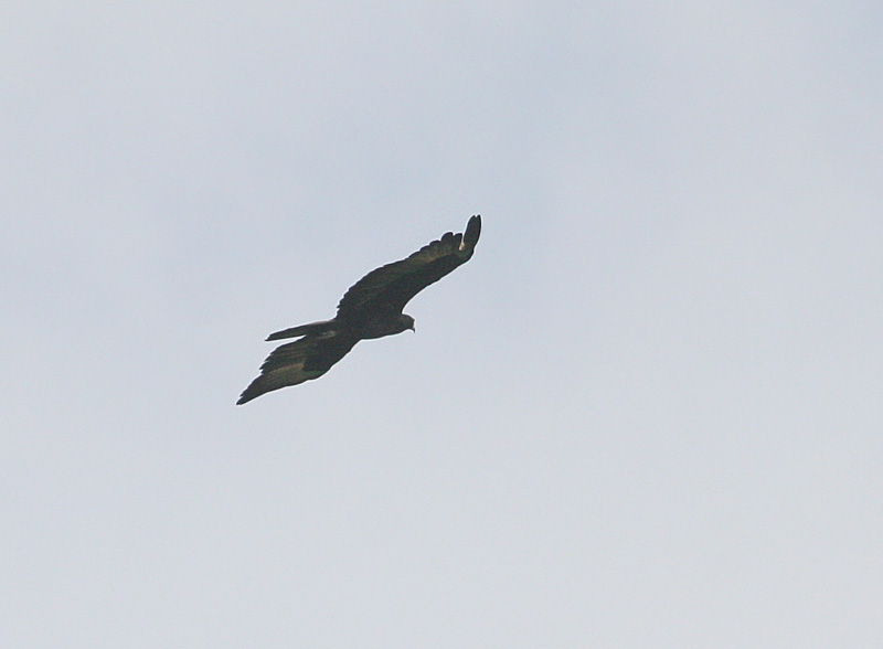 Guerney's Eagle