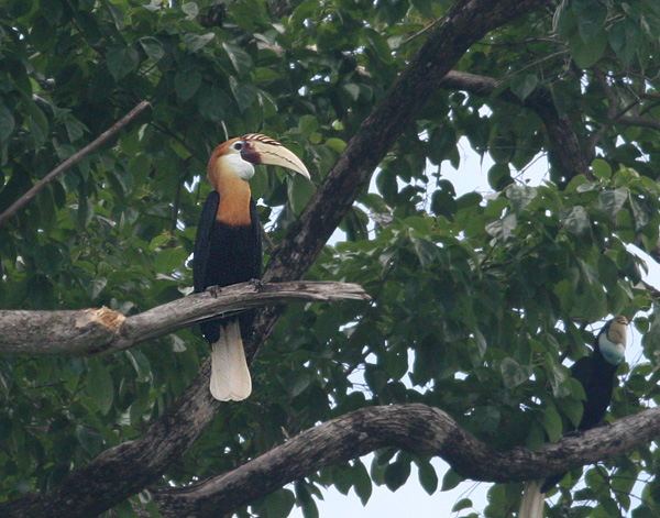 Papuan Hornbill (Blyth's)