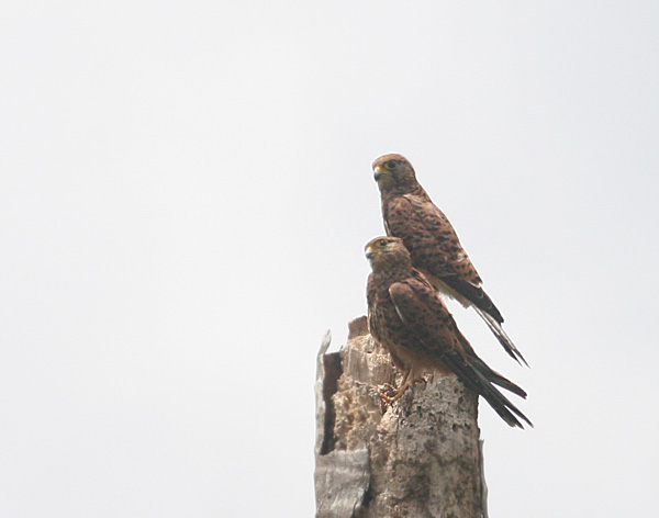 Spotted Kestrels