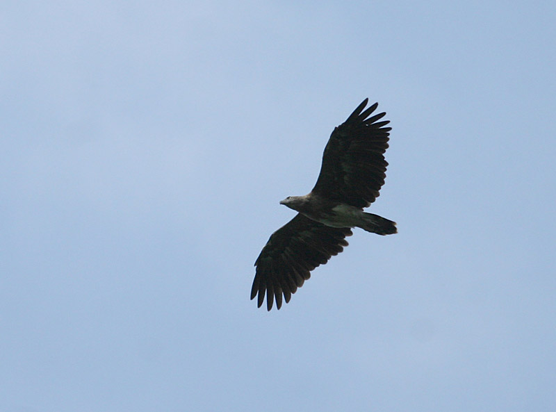 Lesser Fish Eagle