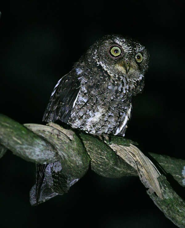  Sulawesi scops owl (Otus manadensis)