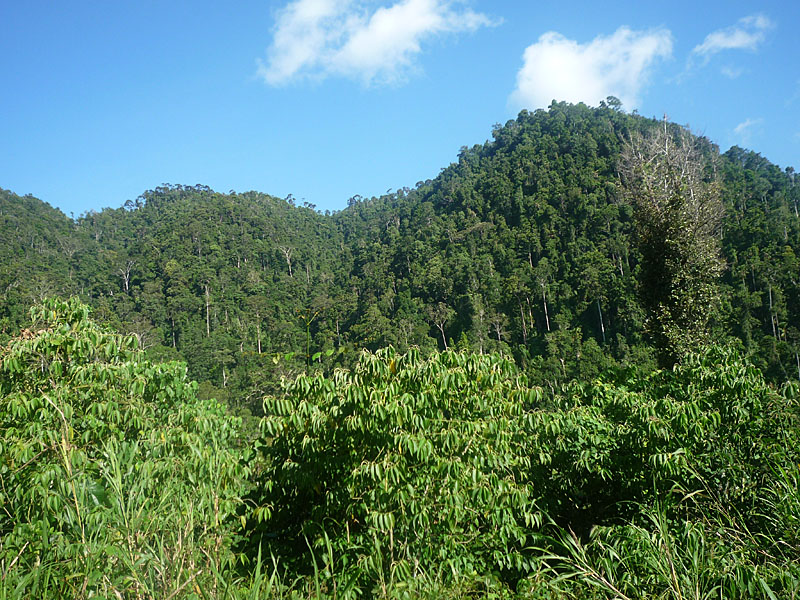 Lush hills at Halmahera
