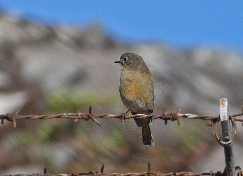 Blue-fronted Redstart