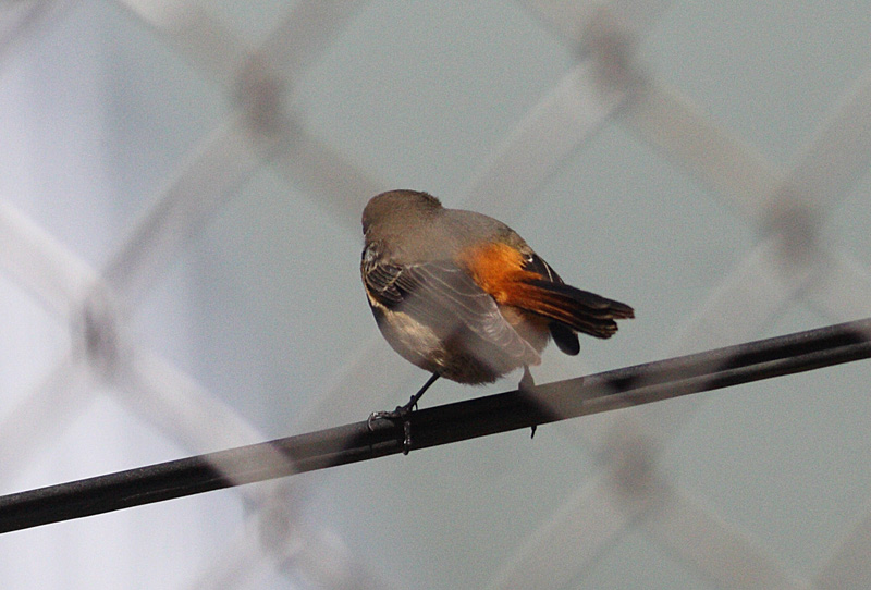 Blue-fronted Redstart