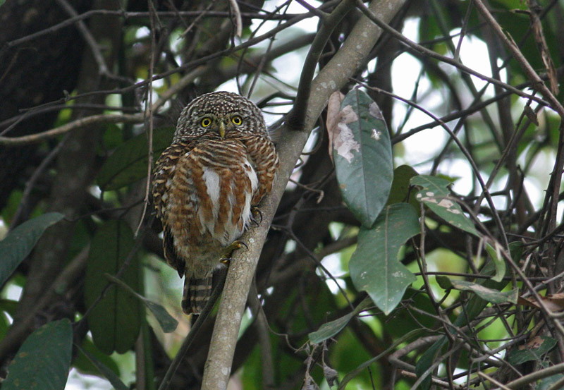 Collared Owlet