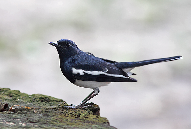 Magpie Robin, male