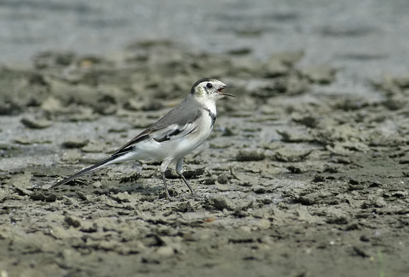 White Wagtail