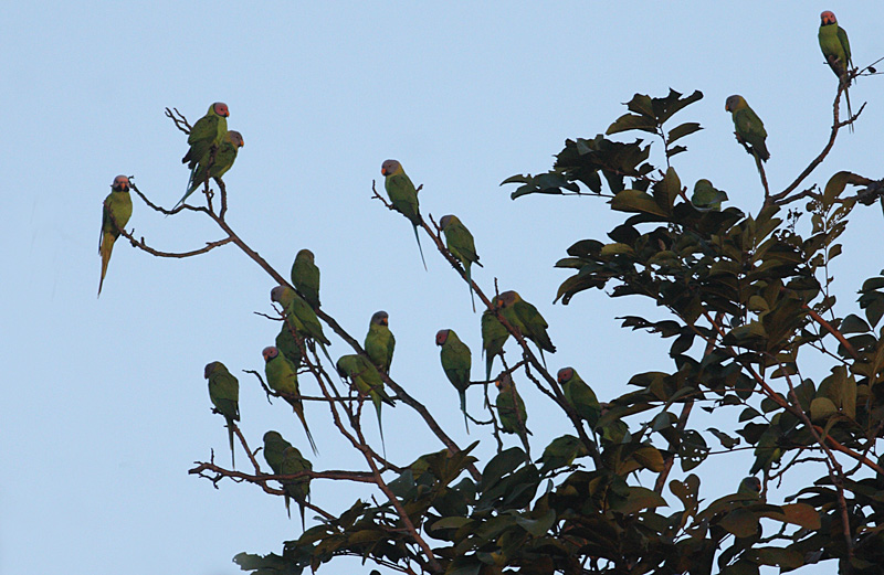 Blossom-headed Parakeets