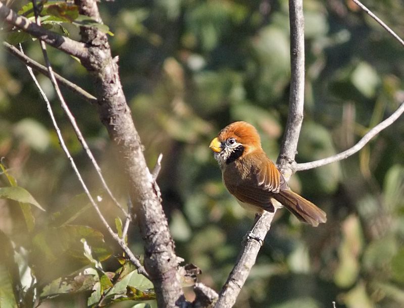 Spot-breasted Parrotbill