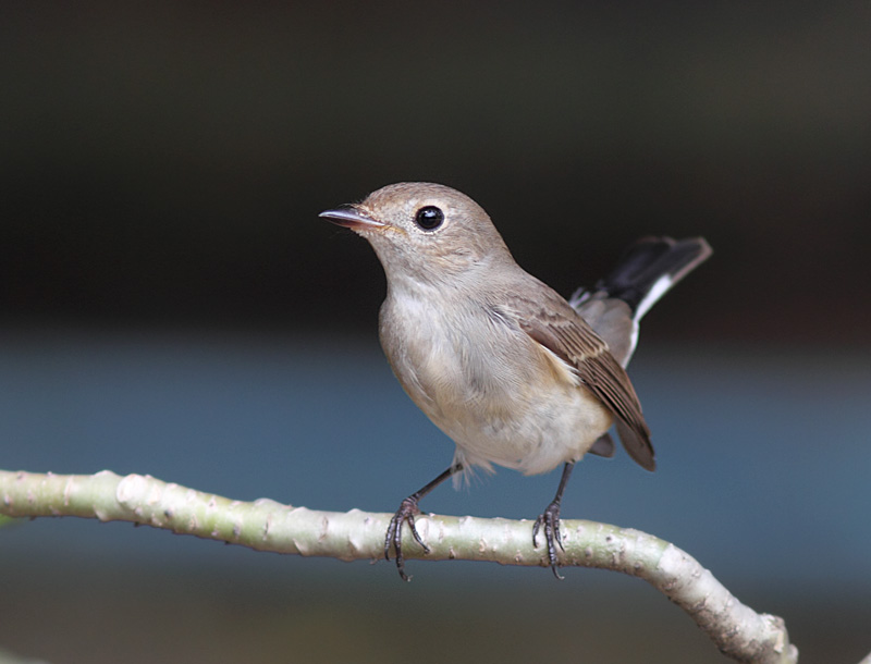 Taiga Flycatcher