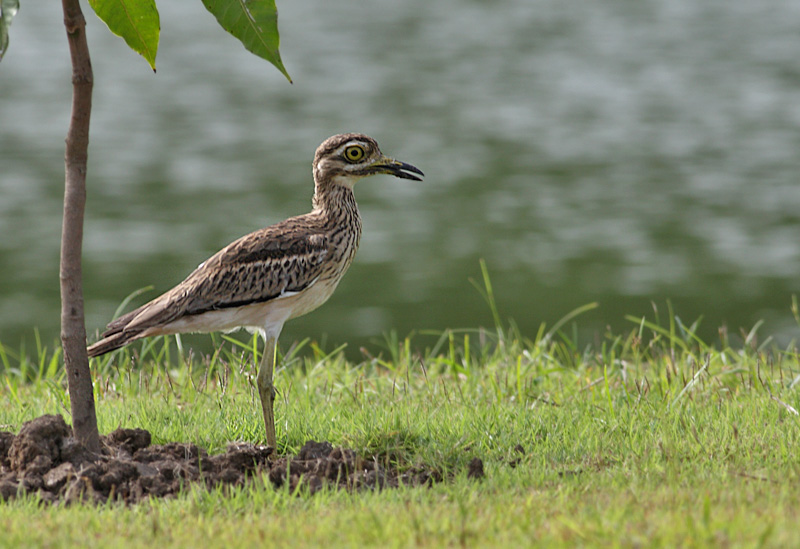 Northern Thick-knee