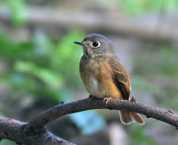 Ferruginous Flycatcher