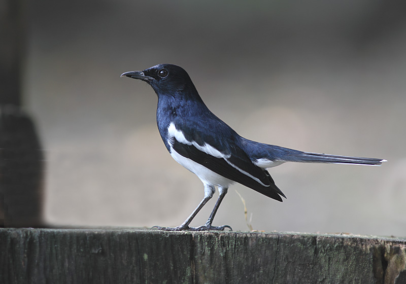 Magpie Robin, male