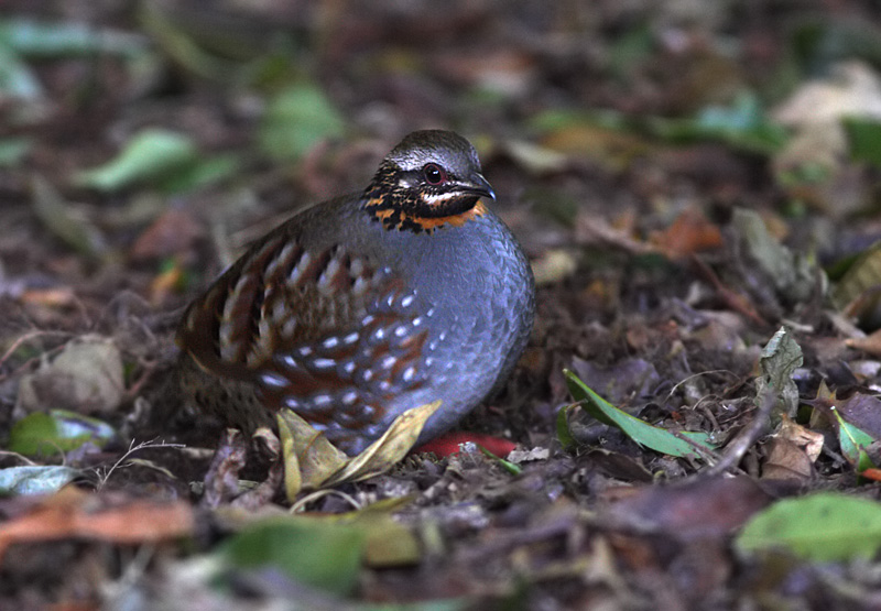 Rufous-throated Partridge.