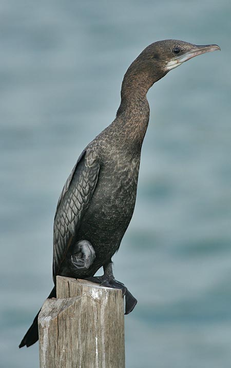 Little Cormorant