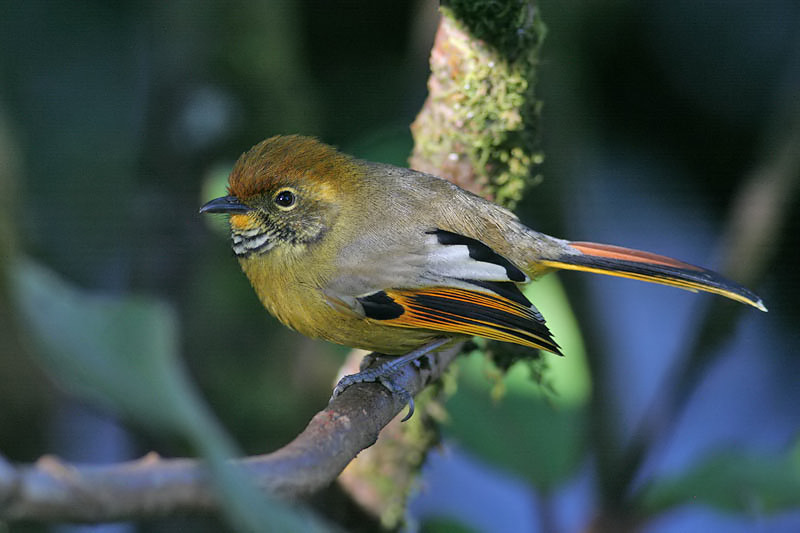 Chestnut-tailed Minla
