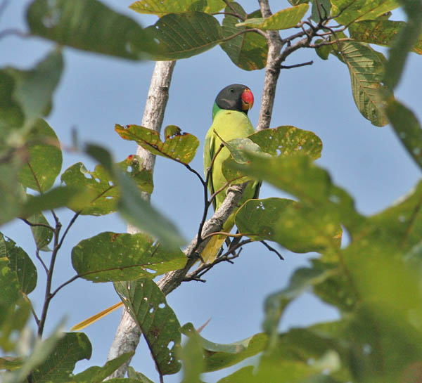 Grey-headed Parakeet