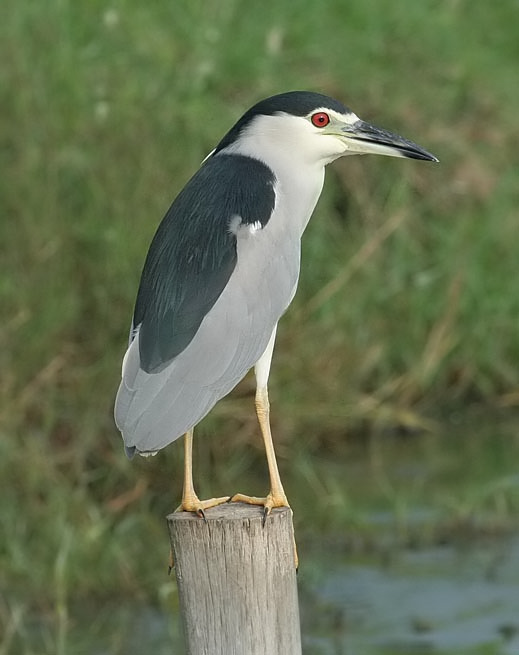 Black-crowned Night Heron