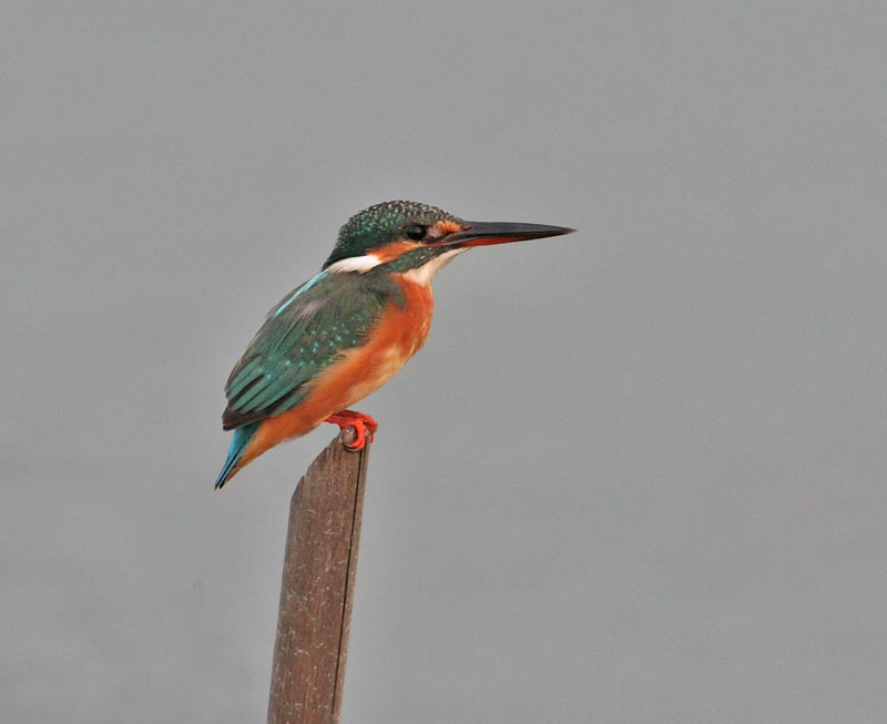 Common Kingfisher