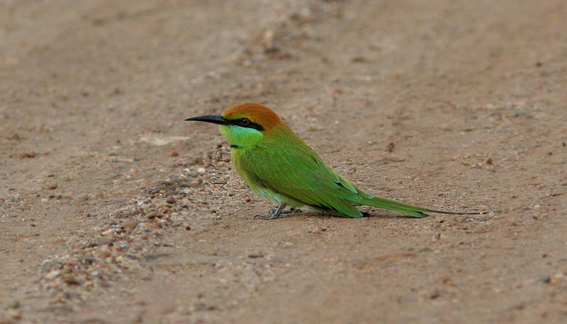 Little Green Bee-eater