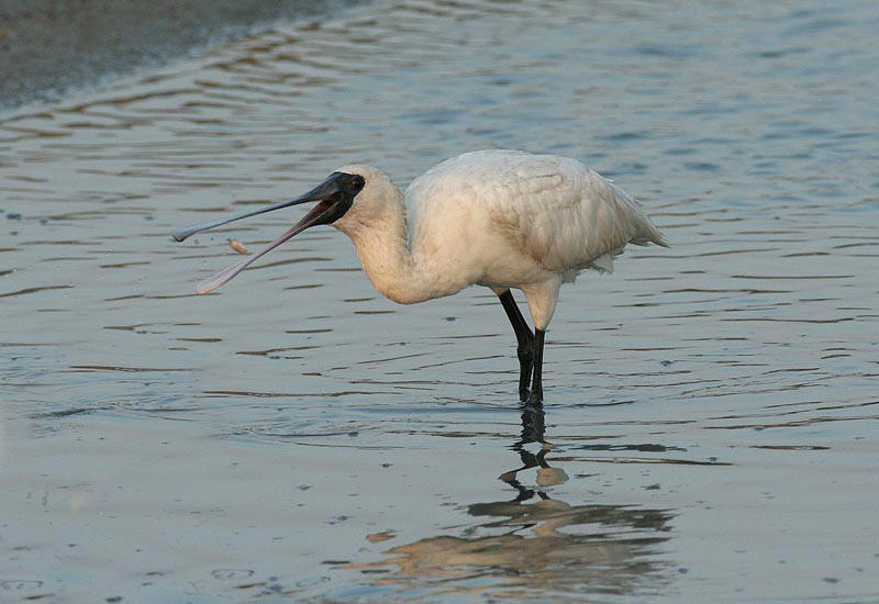 Black-faced Spoonbill