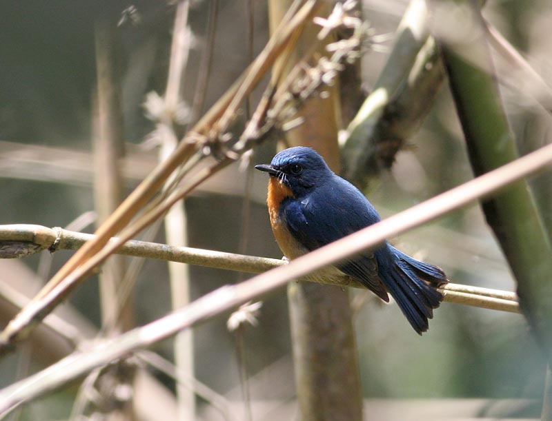 Hill Blue Flycatcher