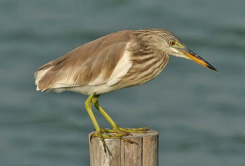 Pond Heron