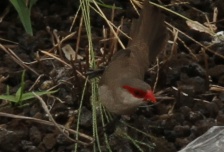 o3/90/590790/1/146735206.NzigjXvi.AfricanCommonWaxbill.jpg