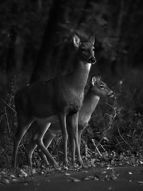 Doe and Fawn, Soon to be Seperated by Rut