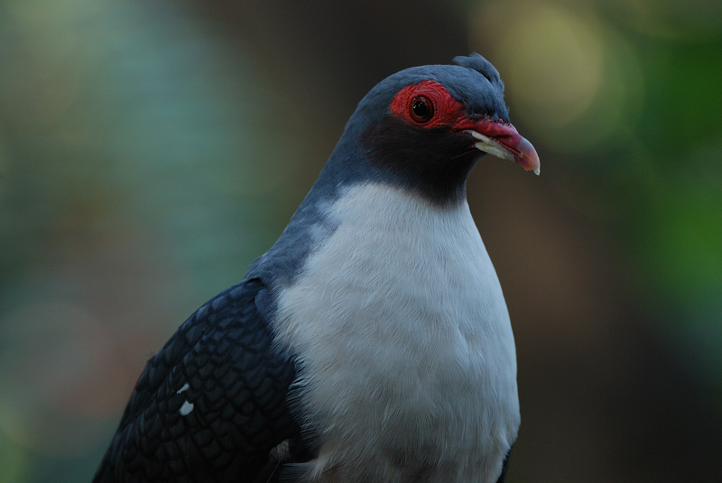 SAN DIEGO ZOO