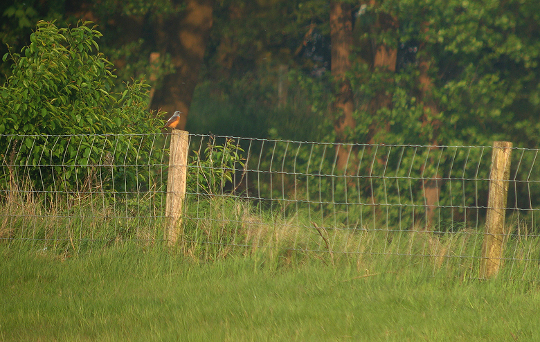 Rode rotslijster / Roufous-tailed Rock Thrush