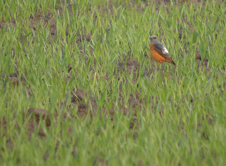 Rode rotslijster / Roufous-tailed Rock Thrush