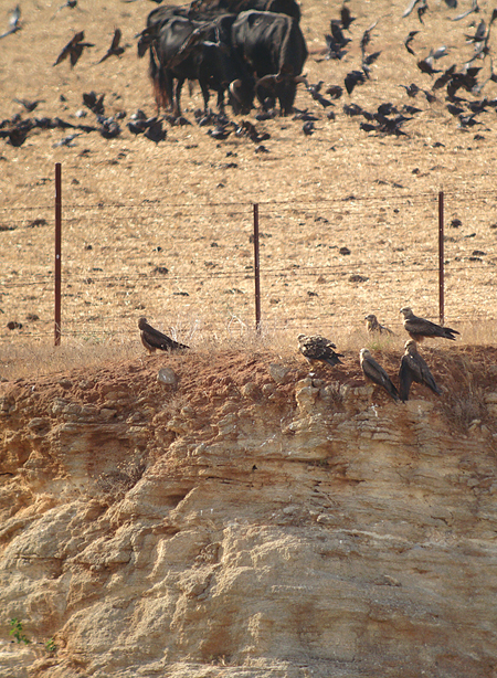 Zwarte wouw / Black Kite