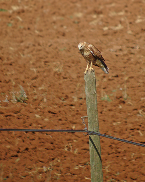 Arendbuizerd / Long-legged Buzzard