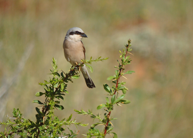 Grauwe klauwier / Red-backed Shrike